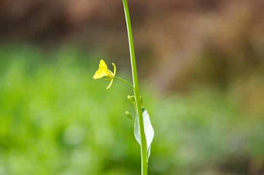 菜花