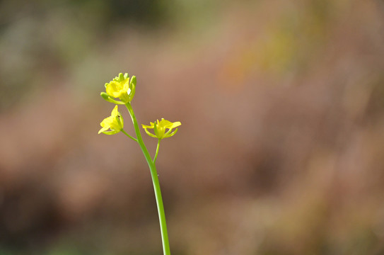 菜花