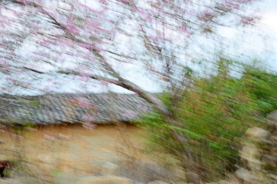 老屋桃花