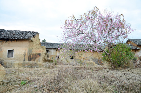 老屋桃花