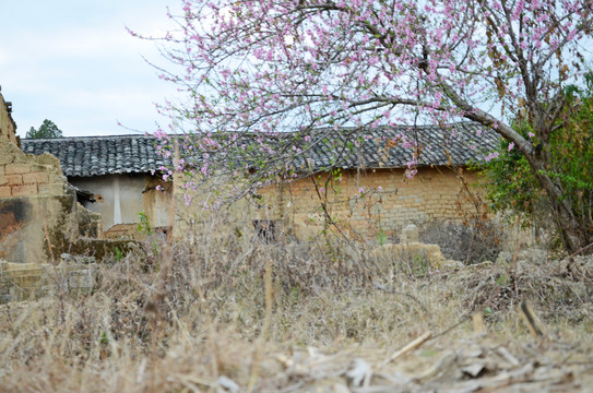 老屋桃花