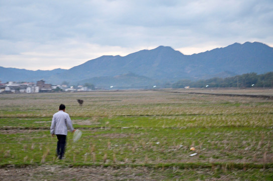 田野