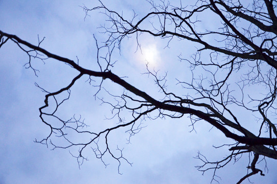 月夜树木