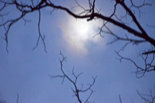 月光树木