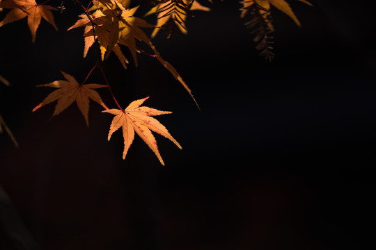 秋天逆光的枫叶