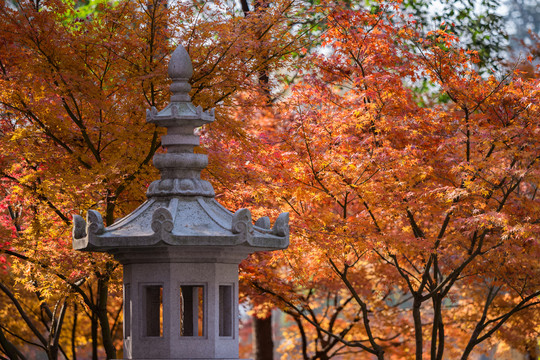 秋天红枫树与石灯塔
