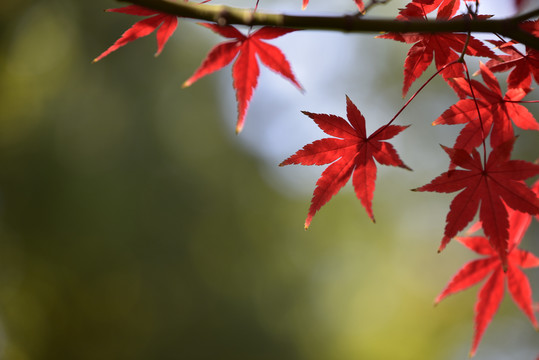 秋天逆光红枫叶