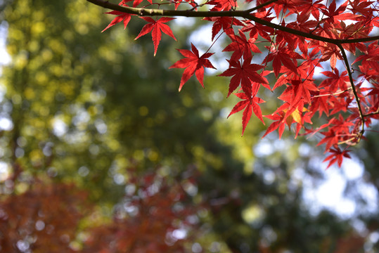秋天逆光红枫叶