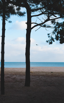 海边的松树