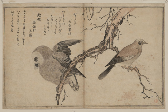 喜多川歌麿貓頭鷹和鳥