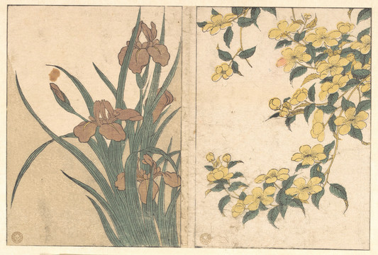 喜多川歌麿開花櫻桃和鳶尾花