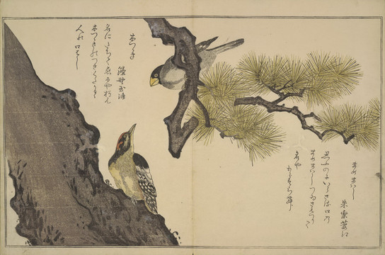 喜多川歌麿啄木鸟和黄嘴橡树