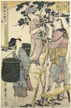 喜多川歌麿絲綢生產(chǎn)過程