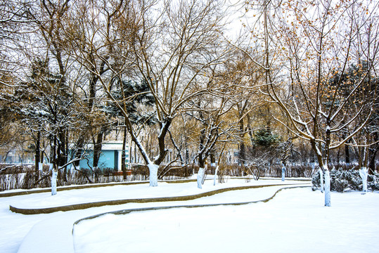 雪景