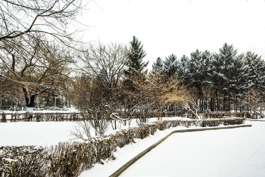 雪景