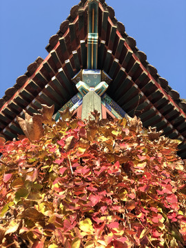 秋天的红叶屋檐