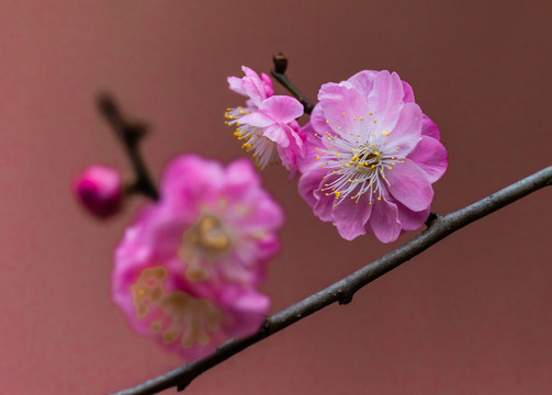 榆叶梅