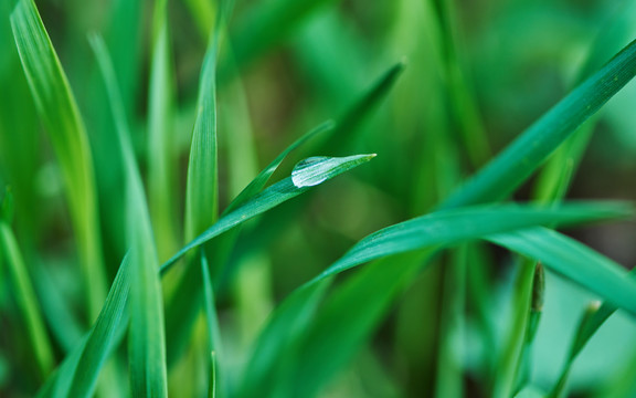 青青草