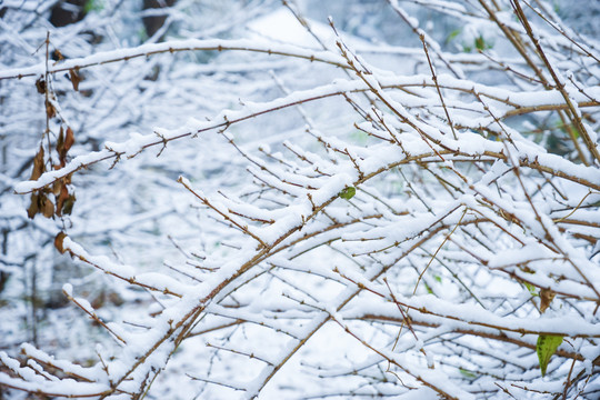 雪