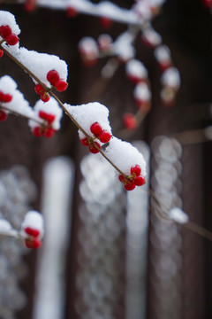 雪里小红果