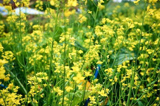 油茶花