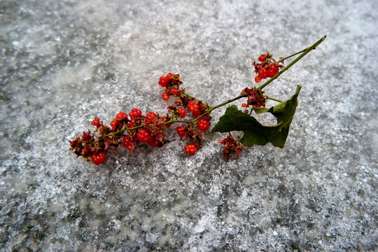 雪地红花