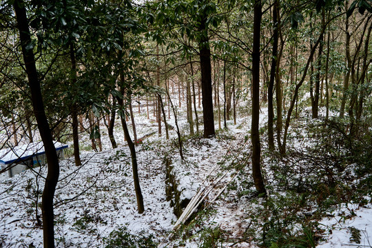 小树林积雪