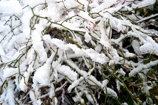 雪松