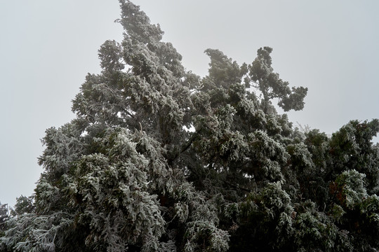 雪松