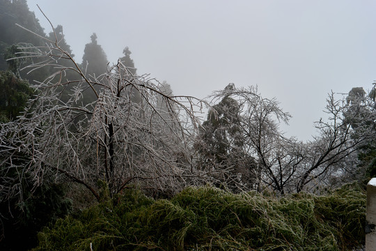 雪松