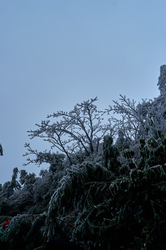 雪松