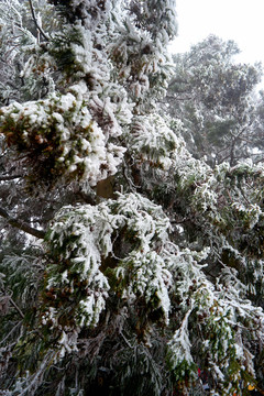 雪松