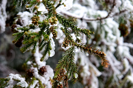 雪松