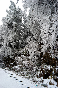 雪松冰挂