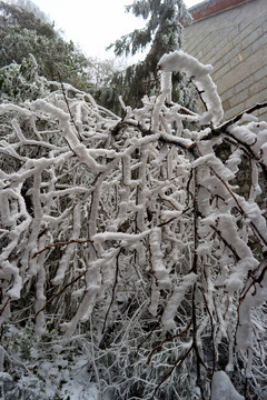 雪松冰挂