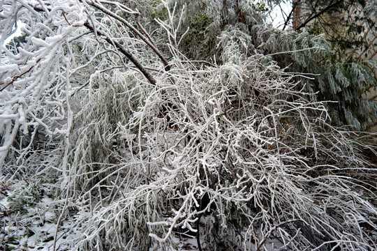 雪松冰挂