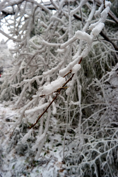 雪松冰挂