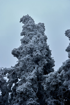 雪松冰挂