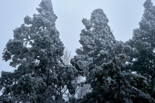 雪松冰挂