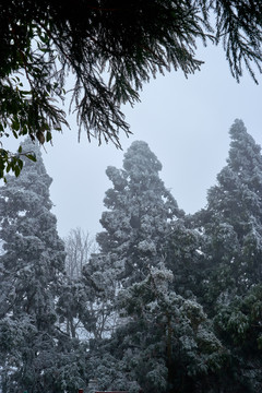 雪松冰挂