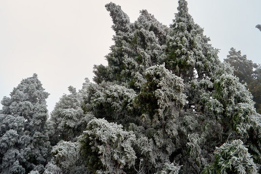 雪松冰挂