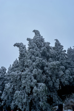 雪松冰挂