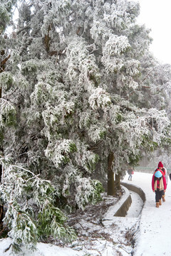 雪松冰挂