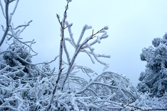 雪松美景