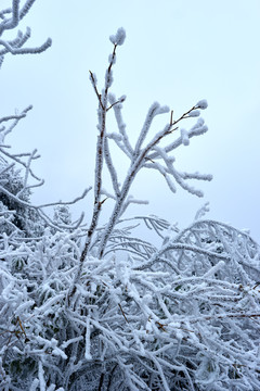 雪松美景