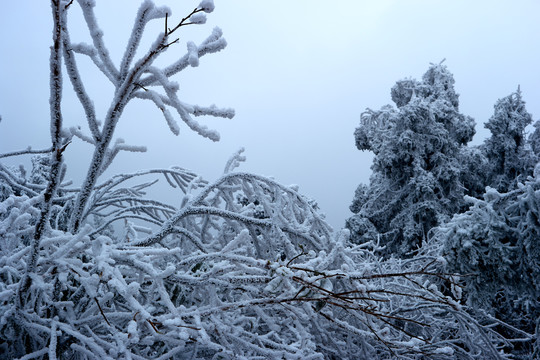 雪松美景