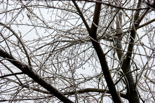 树丫积雪