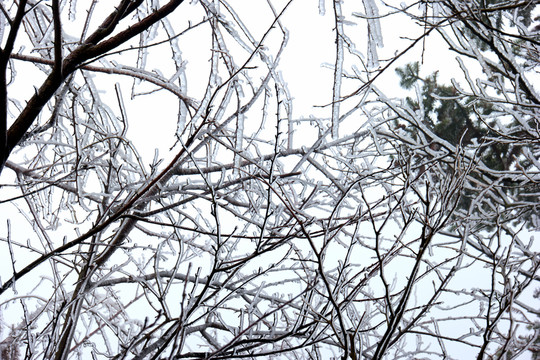 树丫积雪