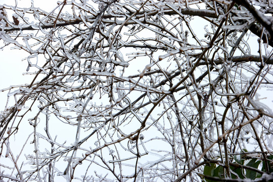 树丫积雪