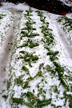 雪地种菜